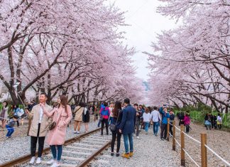 Những lý do du khách phải du lịch Hàn Quốc vào mùa Xuân này