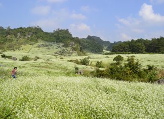 Du Lịch Mộc Châu du khách có thể tự tay hái chè và tìm hiểu quy trình chế biến