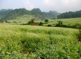 Du lịch Mộc Châu, đi đâu là thích hợp nhất?