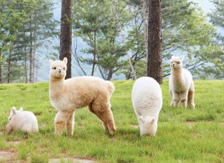 Top 7 công viên giải trí nổi tiếng mà khách du lịch Hàn Quốc phải đến Top 7 công viên giải trí nổi tiếng mà khách du lịch Hàn Quốc phải đến