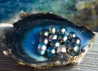 Tìm hiểu & tham quan các trang trại ngọc trai Phú Quốc nổi tiếng nhất Tìm hiểu & tham quan các trang trại ngọc trai Phú Quốc nổi tiếng nhất